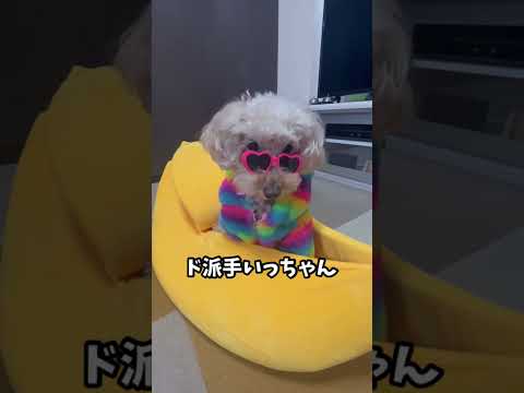 犬トイプードルコスプレまとめ#トイプードル #いぬ #dog #といぷー #개 #いぬすたぐら #かわいくてごめん #shorts