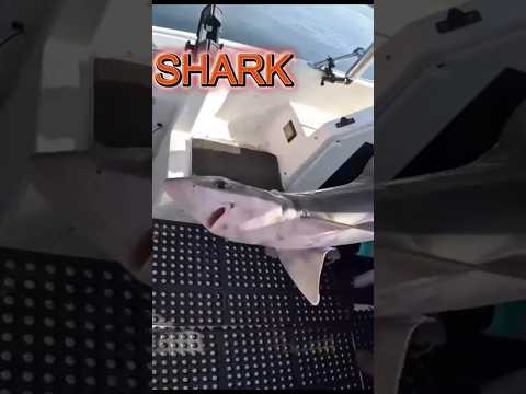 FISHING, SHARKS BITE, HOW-TO NOT! GET BIT! puget sound fishing in the NorthWest #shorts #shortsfeed