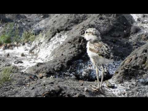 屏東縣的東方環頸鴴Charadrius alexandrinus  （2024 05 13）