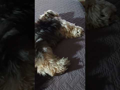 Caught on Camera: Dog's Adorable Dream of Walking! 