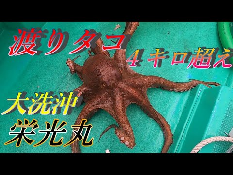 タコ釣り 船釣り 大洗沖 巨大渡りタコ ４キロ超え 栄光丸 モンスタータコ降臨