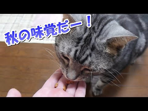 秋の味覚だー！猫も旬の食べ物（アメリカンショートヘア）