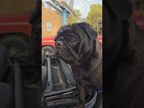 The cutest pugs #pugs #pugsarecute #pugshorts #dogs #dog #doglover #pet #shortvideo #puglife #doggie