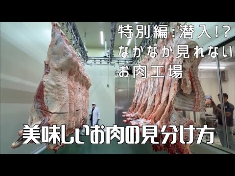 【特別編：潜入！？なかなか見れないお肉工場】〜美味しいお肉の見分け方〜