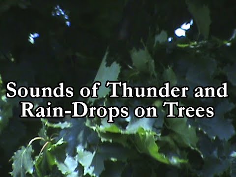 NATURE'S WAY - by TKING N MINISTRIES - Rain Drops On Trees (TKING)