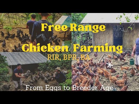 Paanu Mag-Alaga ng Heritage Chicken, Kayang kumita mahigit 20k per Week sa 300 plus na Breeder