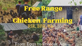 Paanu Mag-Alaga ng Heritage Chicken, Kayang kumita mahigit 20k per Week sa 300 plus na Breeder