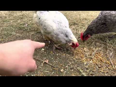 Olive egger backyard chicken review