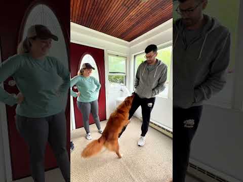 Idk whose reaction is better, his or mine 😅🙈#funnydog #doglovers #pranks #prank #funnydogvideos