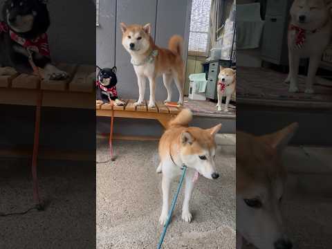 女シーバトリオに乱入する天然太郎w #柴犬 #shiba #shibainu