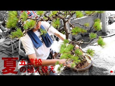 “Summer” replanting of Goyomatsu! Explaining precautions and methods [Bonsai Q]