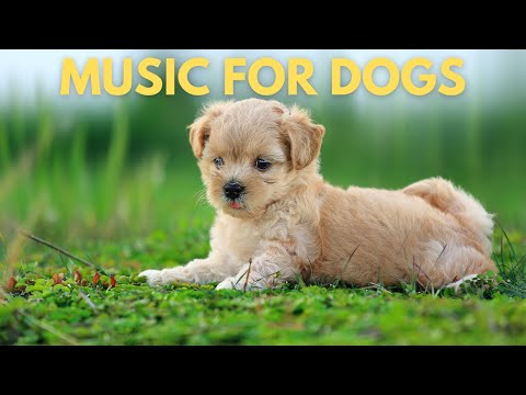 🔴 [NO ADS] 4 HOURS of Soothing Music for Dogs: Combat Anxiety & Promote Relaxation