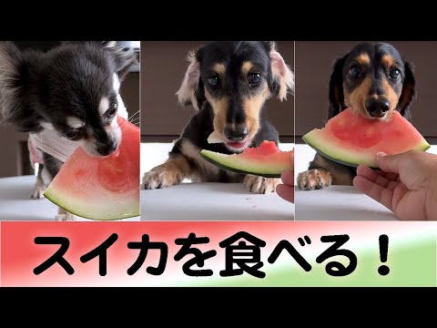 【保護犬チワワ初めてのスイカ🍉】ダックス達とスイカ！りんちゃん食べれるかなぁ…