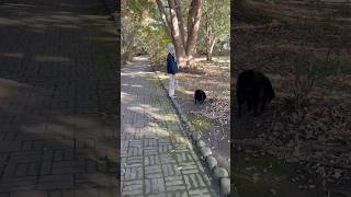 🌸 Late Afternoon Walk Through Shizuoka Art Museum Park - softypapa shorts 🐕🌳