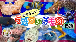 【子供向け 海の生き物アニメ】珍しい海の生き物15選☆水族館で出会えたらラッキー？！何種類の生き物 お魚さんの名前が分かるかな？深海生物もたくさん出てくるよ♪【珍しい魚の知育アニメ】