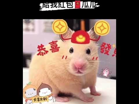 可愛倉鼠🐹黃金鼠，大年初一🧨紅包喜氣滿滿。（妹妹，圓仔）