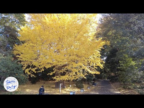 A soothing trip to Tokyo / Anshin Oyado Shinjuku Ekimae and the soothing garden of Shinjuku Gyoen.