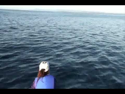 Whales and dolphins playing around boat at Point Riche