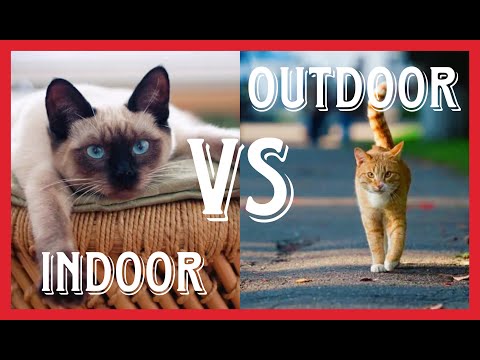 Indoor VS Outdoor (+ Feral ) Cats