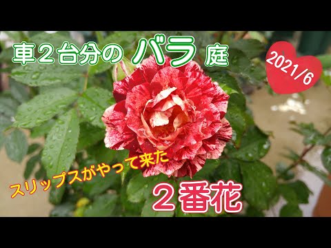 【2番花】薬剤散布しなかったのでスリップスが来たバラ庭【鉢栽培】