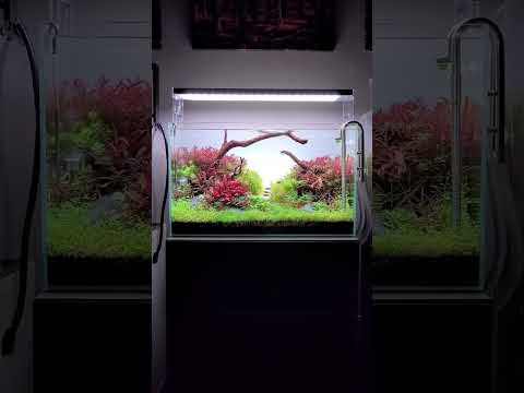 Part 5 Gorgeous Planted Aquarium #planted #seachem #hobby #aquascape #fishtank