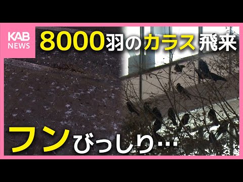 8000羽のミヤマガラス襲来 おびただしいフン… 実態と対策は？