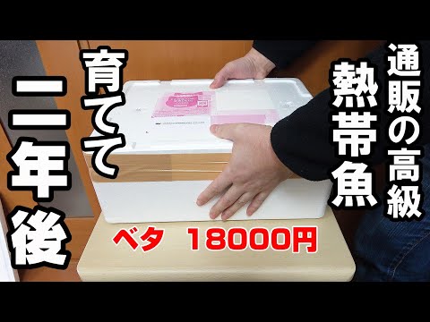 【熱帯魚】超高級ベタ18000円！ 2年後の姿！＃Bettafish＃ﾍﾞﾀｼｮｯﾌﾟﾌｫｰﾁｭﾝ