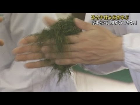 茶葉の変化を自分の手で楽しみながら…茶の手もみ技術講習会　静岡・富士市