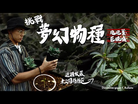 挑戰夢幻物種！分享近期植物收藏&頂樓秘密基地！布拉塔/泡泡葉巨琉桑 Dorstenia gigas f. Bullata【從零開始種】