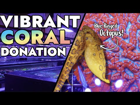 Vibrant Corals Has A VENOMOUS Blue Ringed Octopus + Donates Coral to the Reef Builders Studio