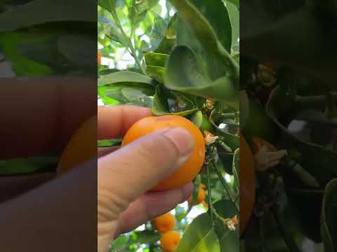 Gardening Tips For Beginners - Calamansi #shorts #gardening #gardeningtips #calamansi #gardenideas