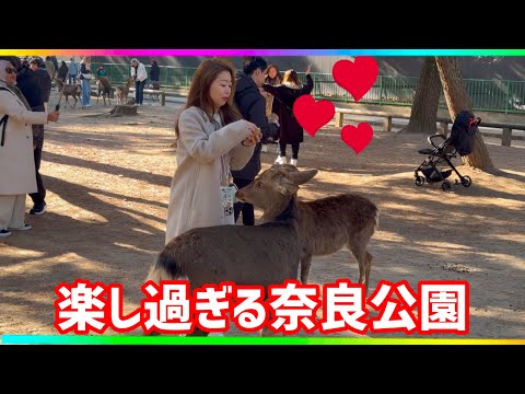 楽し過ぎる奈良公園🦌外国人観光客も満喫💕