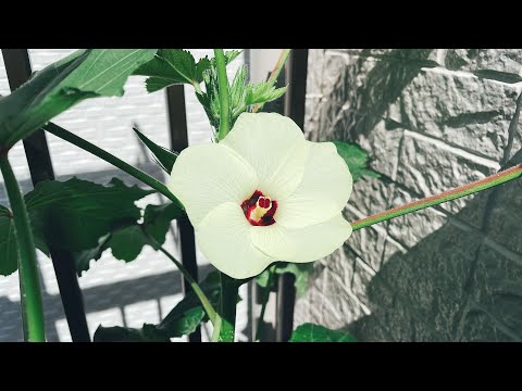 【水耕栽培】オクラ開花の様子