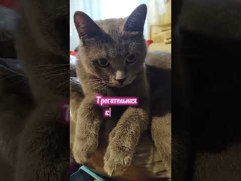 Трогательная картина 🐱#домашнийпитомец #нашамауси #shorts