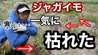 【自然農】秋ジャガイモの収穫と品種ごとに収穫量比較《無農薬/無施肥/自家増殖/気候》