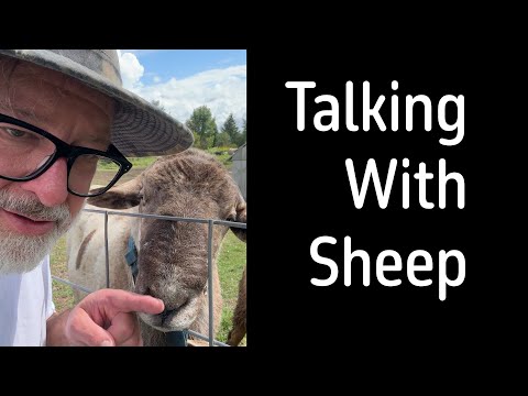 I Spent a Day with Sheep to Understand God