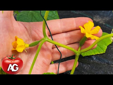 What to do if cucumbers do not grow?! Do as I do and they will instantly start growing