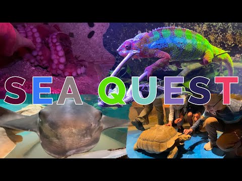 Sea Quest Interactive Experience