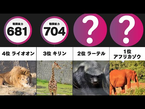 動物界における最強決定戦