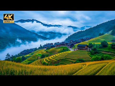 世界梯田之冠，天下一绝，这里的美犹如一副画！——广西龙脊梯田 4K  Longji Terraced Fields in Guangxi, China