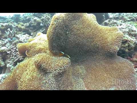 素潜りでセジロクマノミに会って来た！（沖縄県恩納村アポガマ2019年5月3日）