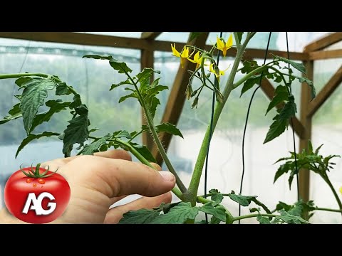 How to remove suckers from tomatoes! To make the harvest big and tasty