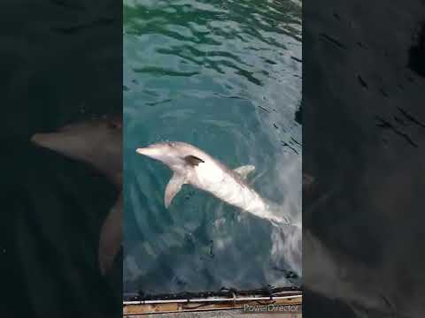 餌を貰って喜ぶイルカ🐬とても嬉しそう♫イルカのプライベート#イルカ #dolphin