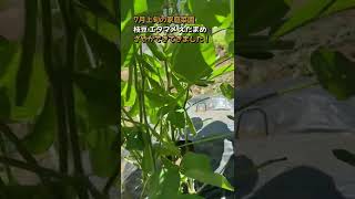 7月上旬の家庭菜園 エダマメ さやができてきました！