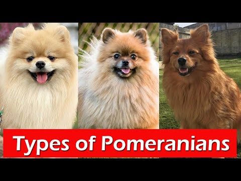 5 Different Types of Pomeranians | Types of Pomeranian - That are popular today