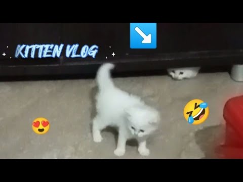 Cute Cat #cat #funny #funnyvideo 😜😍😃🤣