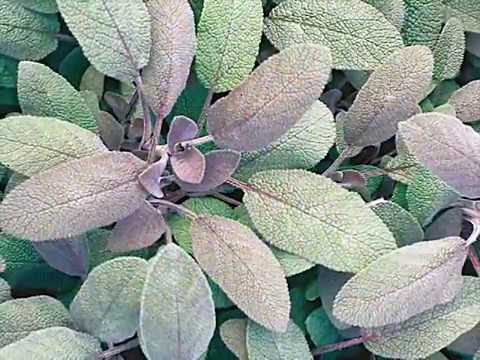 Get to Know Garden Sage - Sun-Loving Plants