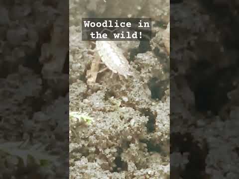 I GOT WOODLICE *FOOTAGE* #woodlice #woodlife #pets #petlover #pet #insect #insecthome #crustacean