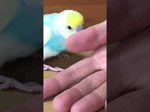 おしゃべるすいちゃん #shorts #セキセイインコ #budgie #かわいい #すいちゃん #おしゃべり