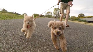 At last, a poodle puppy makes her debut to walk outside!! Her big brother supported her excellently!